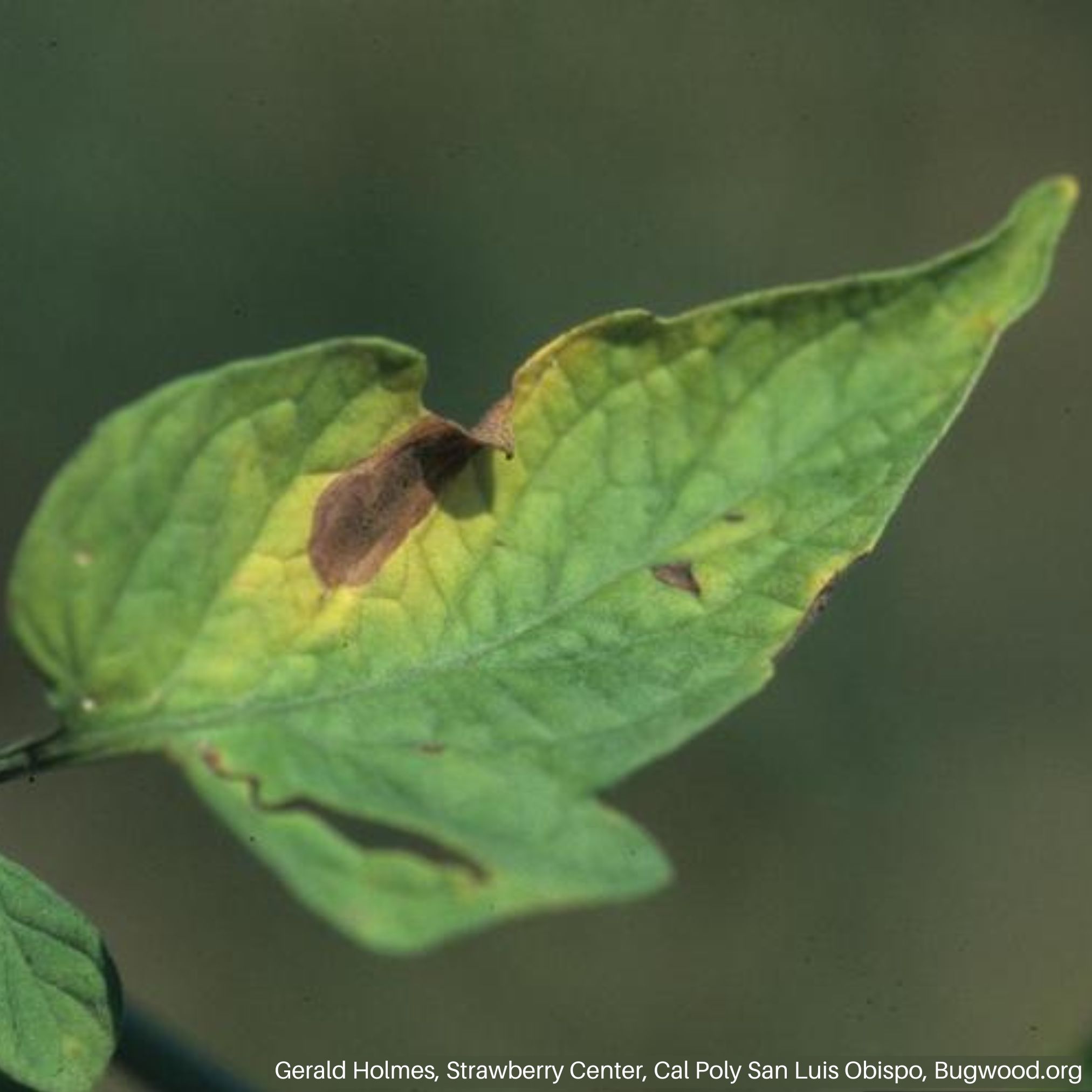 Verticillium Wilt USU Verticillium Wilt USU