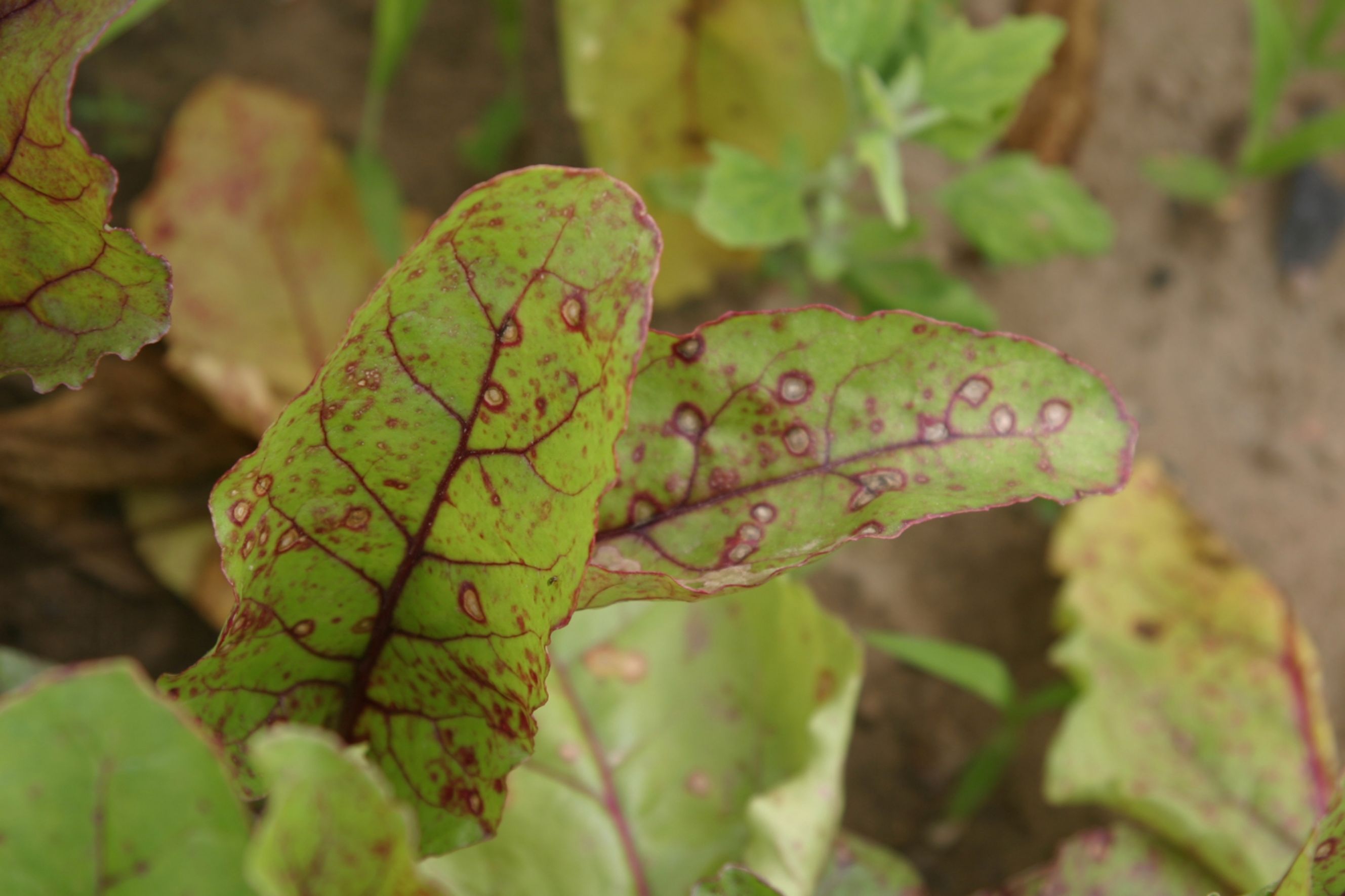 Leaf Spots | USU