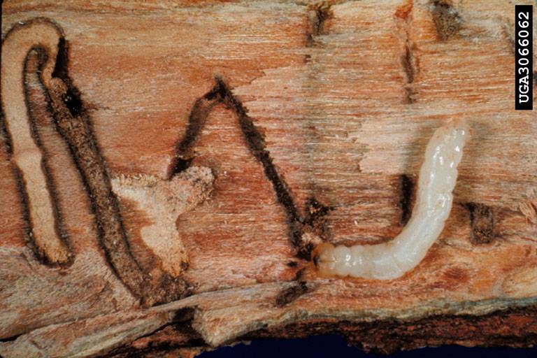 bronze birch borer larva