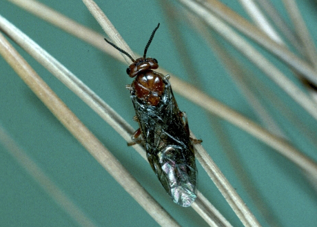 european pine sawfly