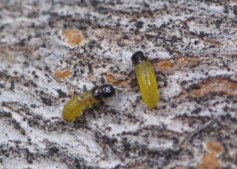 sumac flea beetle larva