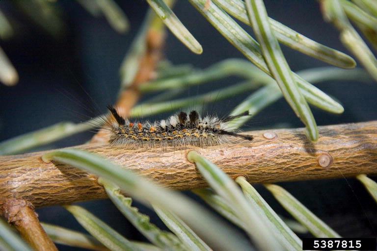 Douglas-fir tussock moth larva