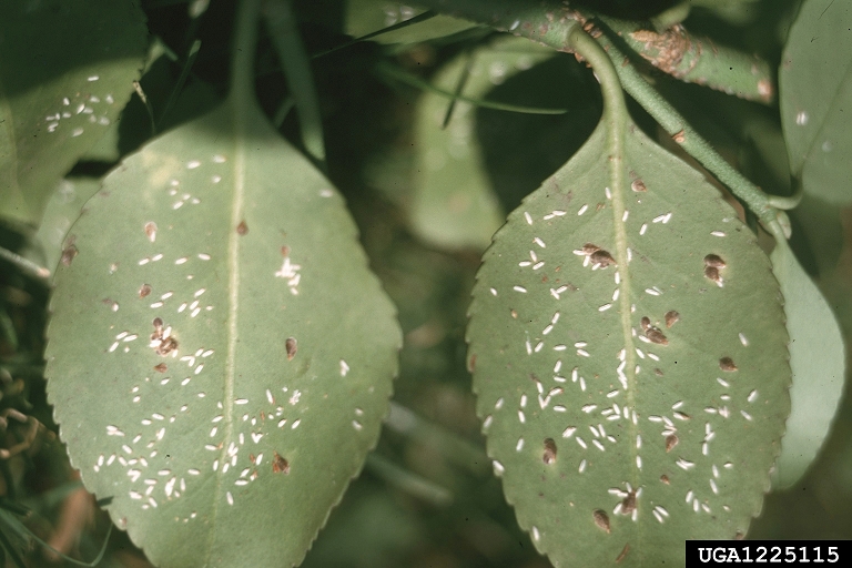 euonymus scales