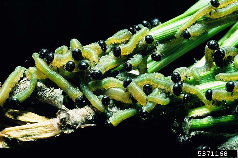 pine sawfly larvae