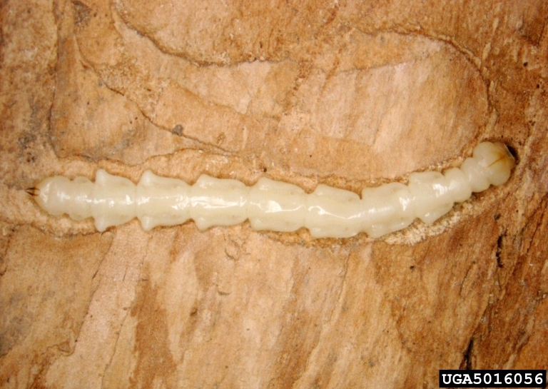 honeylocust borer larva