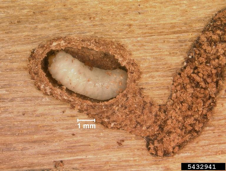ips beetle larva