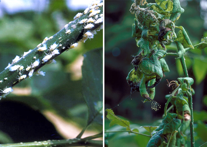 leafcurl ash aphids