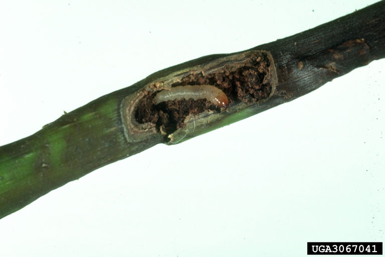lilac-ash borer larva