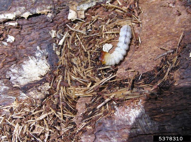 sawyer beetle larva