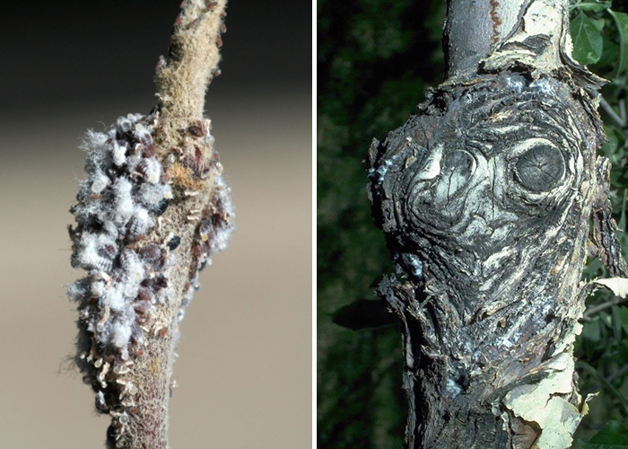 woolly apple aphids