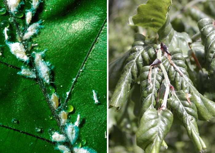 woolly beech aphids