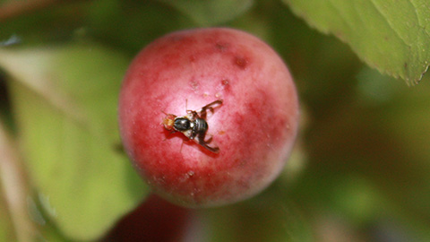 adult apple maggot on plum