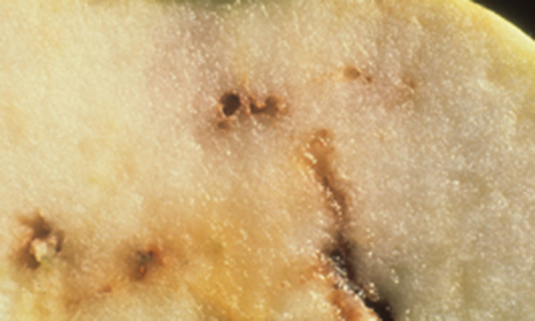 apple maggot larvae tunnels in apple flesh