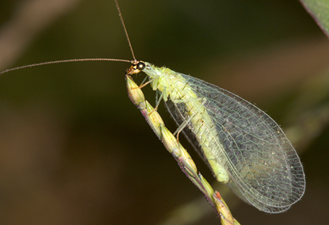 Fig. 1. Green lacewing adult.