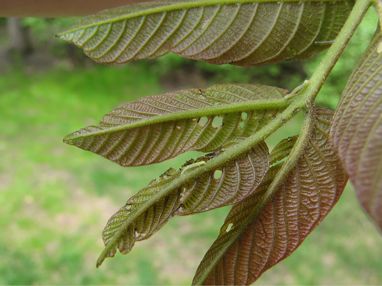 Fig. 8. Cankerworm damage in early spring. Note the small larvae feeding between the veins.