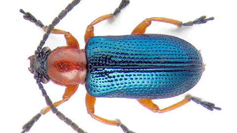 Fig. 1. Cereal leaf beetle adult.