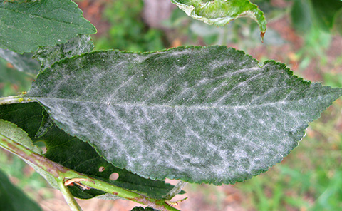 Tart cherry leaf with powdery mildew