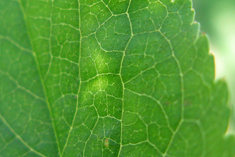 Lighter (chlorotic) area on the leaf surface where the mycelium occurs on the underside of the leaf.