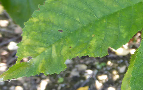 Edge curling of sweet cherry leaf due to powdery mildew.