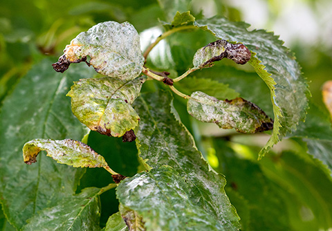 Puckered, distorted, and brittle sweet cherry leaves with necrotic areas