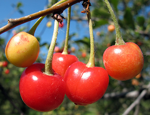 Powdery mildew on tart cherry fruits and stems.