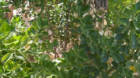 Euonymous plant infected with P. omnivora