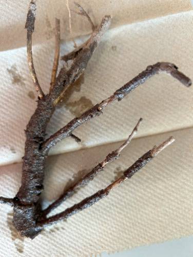 Root rot caused by cotton root rot.