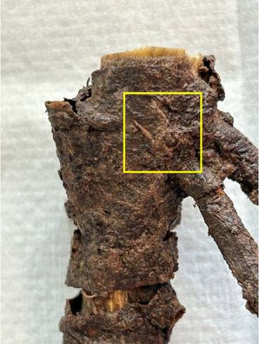 Rotted euonymus root with mycelium strands covering the surface.