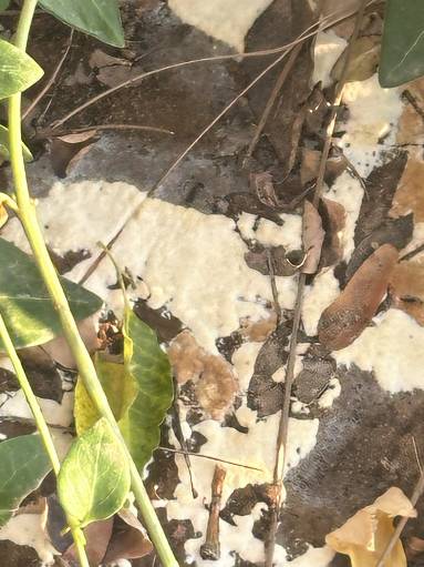 P. omnivora spore mat on the surface of the soil.
