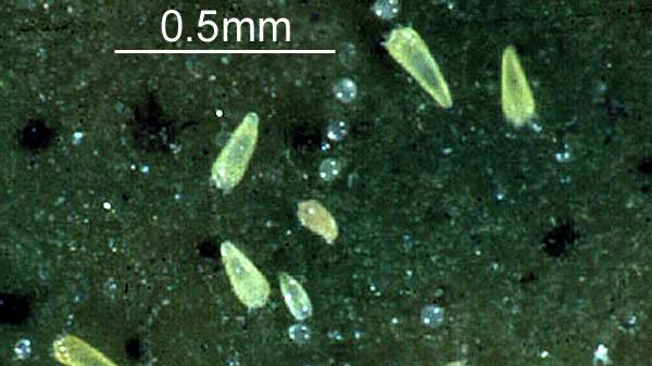 close view of the citrus rust mite