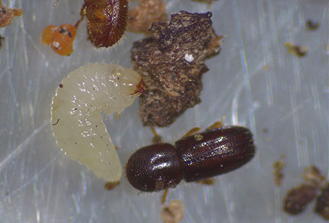 Fig. 1. Escarabajo de la ramita del nogal (Pityophthorus juglandis)
