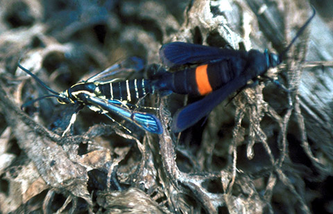 Fig. 1. Adult male (l) and female (r) peachtree borers
