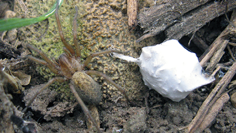 Fig. 1. Adult Female Hobo Spider (left) With Egg Sac (right)