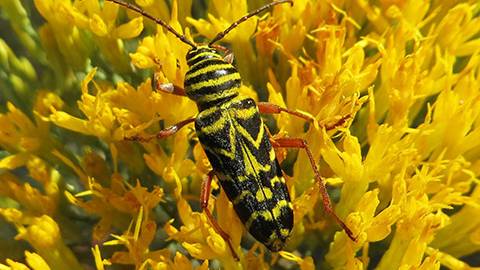 Fig. 1. Locust borers are commonly seen in late summer collecting pollen and nectar from plants like goldenrod and gray rabbitbrush.