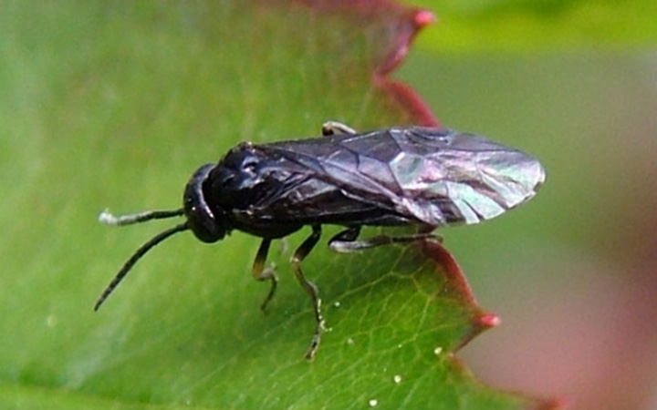 adult pear sawfly on leaf