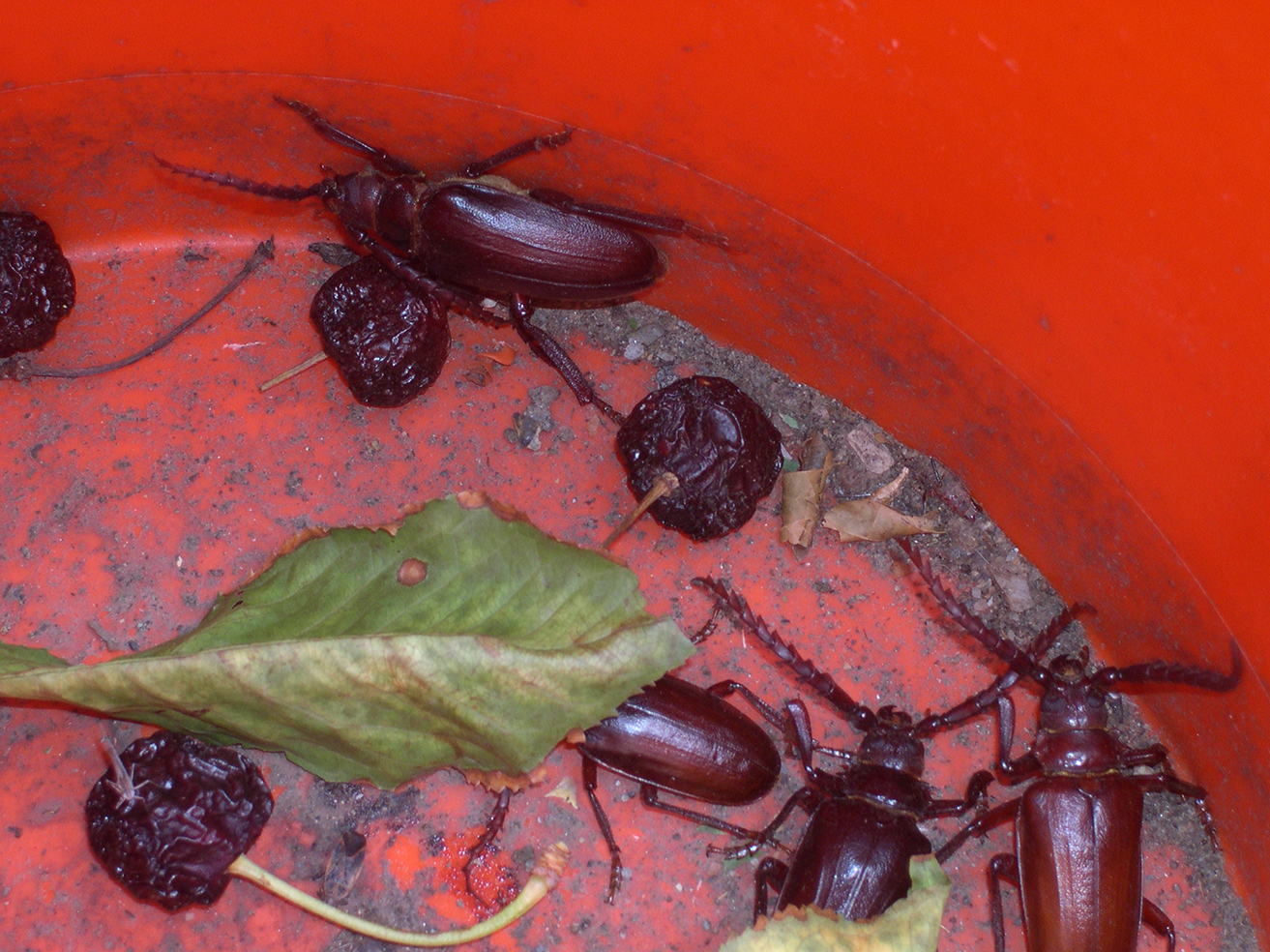Prionus males caught in bucket trap.