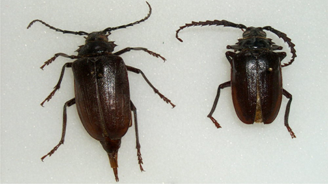 two adult prionus root borer beetles, a male and a female