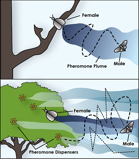 Mating Disruption, Simplified. In nature, female moths emit chemical cues (pheromone) to attract males for mating. The pheromone is distributed in a “plume” that male moths use to find their mates (top). In orchards with mating disruption, female moths’ plumes are mixed with the synthetic pheromone plumes emitting from man-made dispensers. As a result, male moths’ ability to find females is inhibited (bottom). The male may either fly randomly and not find a female at all (thin dotted line) or may hone in on a dispenser or a female (thick dotted line). The idea is that mating is either prevented, or delayed long enough so that it is unsuccessful. 