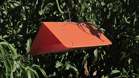 Orange, large plastic delta traps are used for monitoring peach twig borer. Unlike white, the orange color does not attract bees. Lures are available that last either 30 or 60 days.
