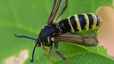 Fig. 1. Adult female raspberry crown borer. Black and yellow bands on the body mimic a paper wasp to ward off predators. Females have smooth antennae.