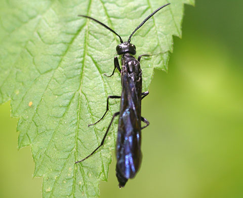 Fig. 2. Raspberry horntail adult.