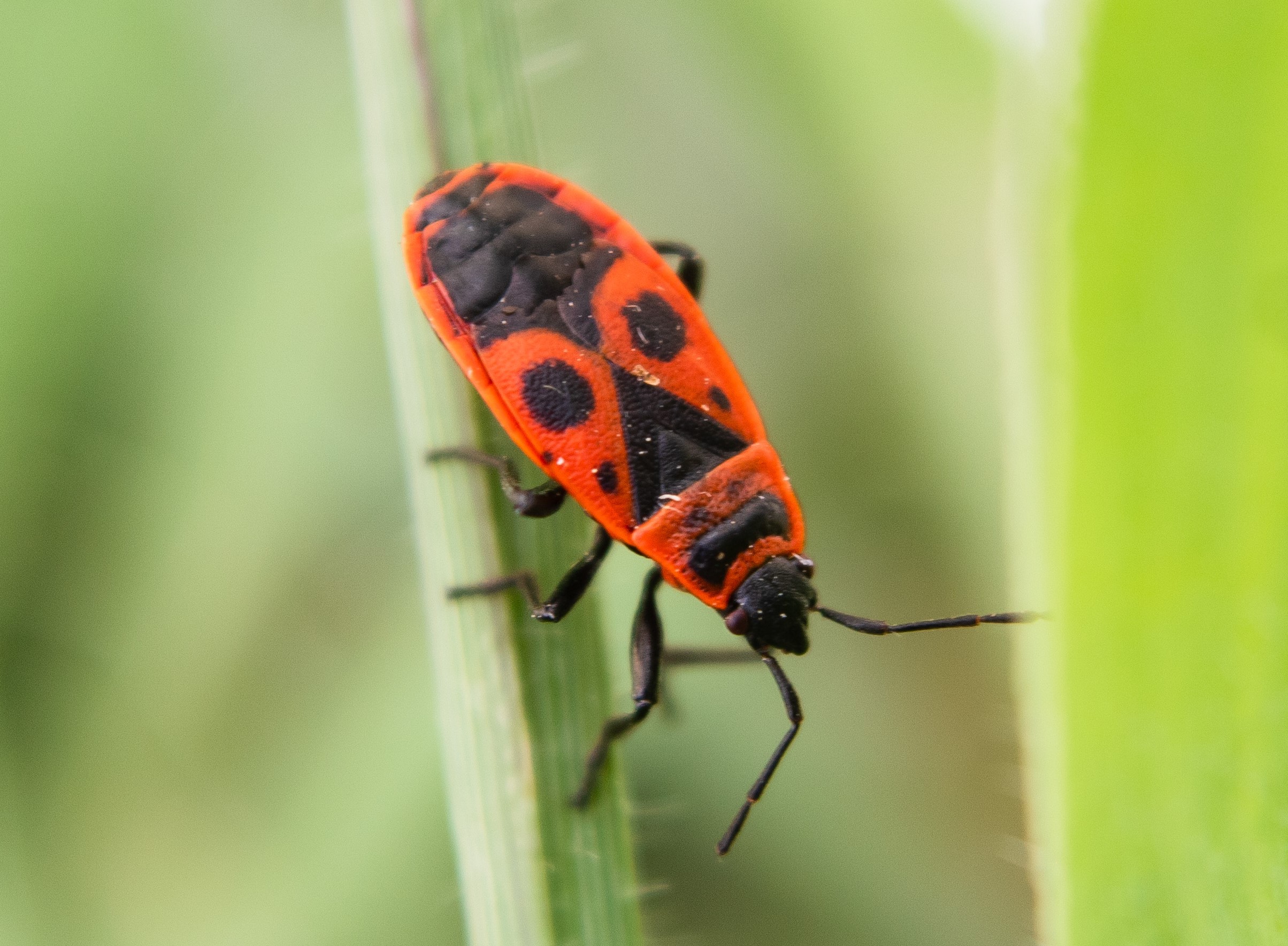 Fig. 1. Brachypterous (short-winged) adult red firebug.