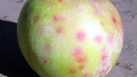 San Jose scale on apple fruit; note red halos around each scale Image courtesy of Utah State University Extension.