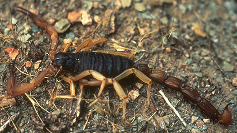 Fig. 1. The black hairy scorpion, Hadrurus spadix, is found in southeastern Utah. Note the enlarged pedipalps for grasping prey and the stinging telson at the end of the tail.