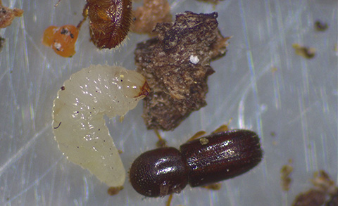 Fig. 1. Walnut twig beetle (Pityophthorus juglandis).