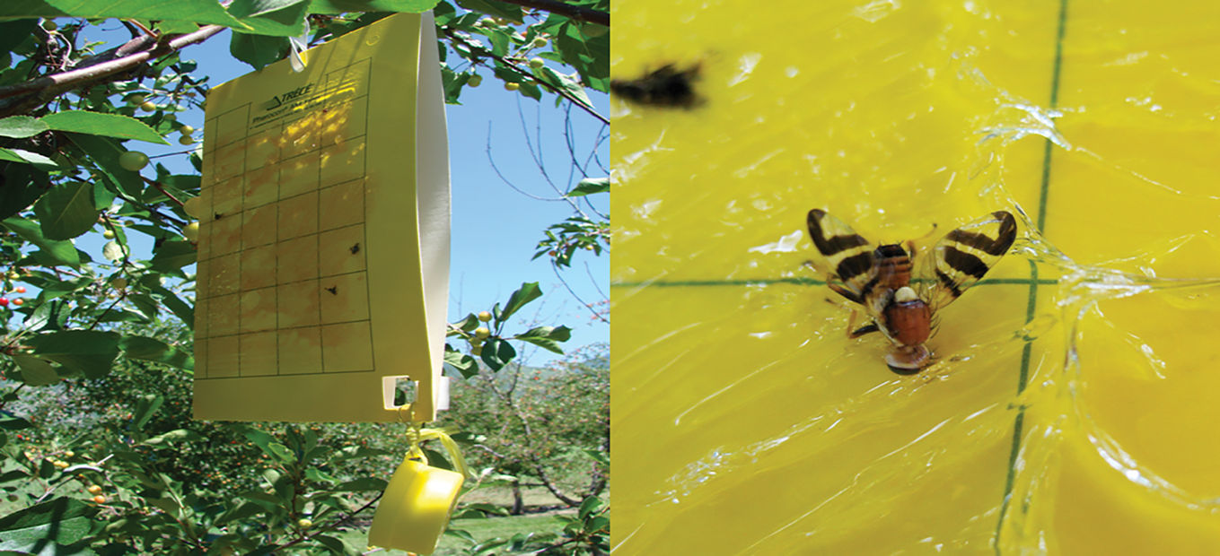 A yellow rectangular sticky trap with additional ammonium carbonate bait attached at the bottom of the trap (left) is effective for monitoring walnut husk fly adults; close-up of adult walnut husk fly caught on a trap.