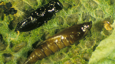 Pnigalio flavipes pupa (top) compared to leafminer pupa. Image courtesy of E. Beers, Washington State University.
