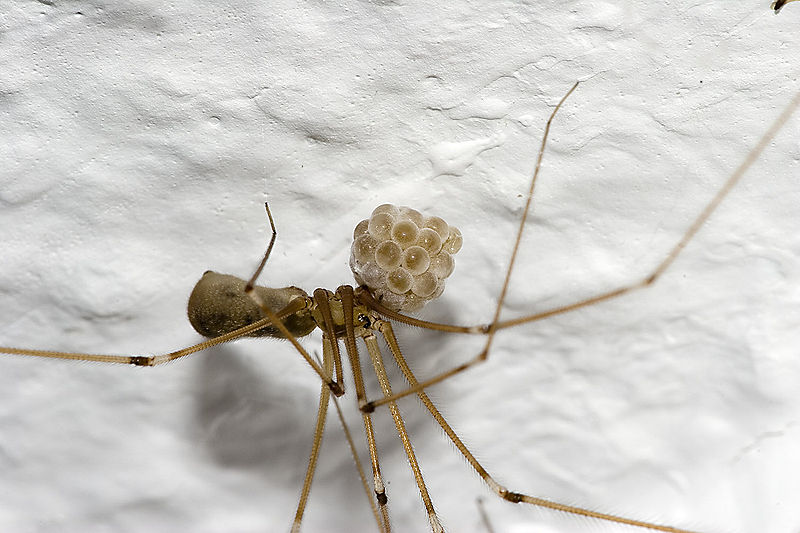 Spider with Eggs
