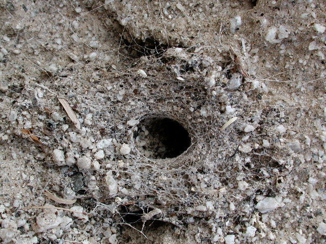Crevice Weaver Spider web