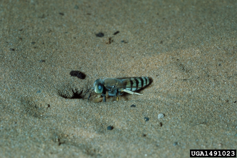 Bembix sand wasp